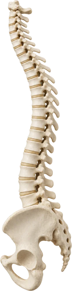 骨盤付きの背骨の模型